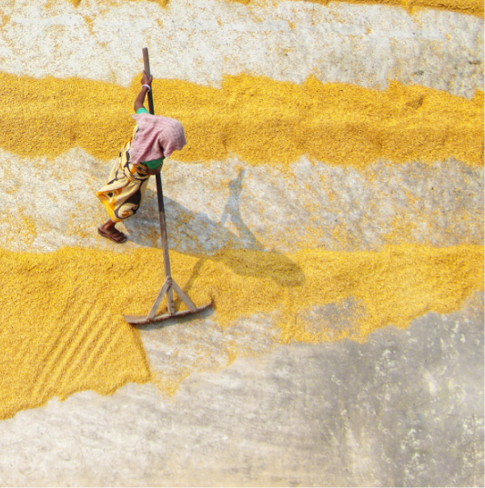 An overhead view of a worker raking a yellow spice.